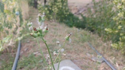 Close-up of delicate wildflower with seed heads, soft natural light, peaceful rural setting.
