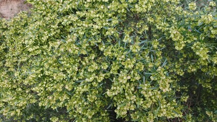 Lush Green Foliage of a Flowering Plant, Abundant Seed Pods, Natural Texture, Springtime Bloom, Vibrant Greenery, Detailed Close-Up.