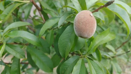 Single Peach on Branch, Lush Green Foliage, Summer Orchard, Natural Light, Soft Focus.