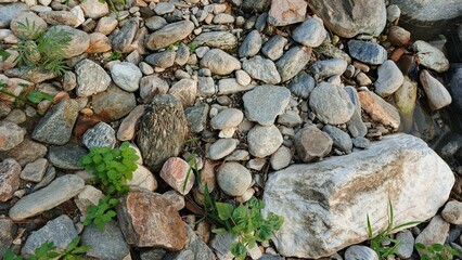 Serene Riverbed Stones: Natural Texture, Green Plants, Tranquil Mood, High-Resolution Stock Photo