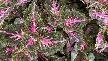 This close-up features vibrant Coleus leaves, showcasing a striking pattern of deep purple,...