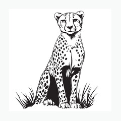leopard on a white background