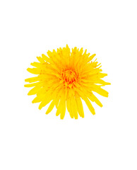 One object. yellow dandelion flowers isolated on white background. flowering plant.