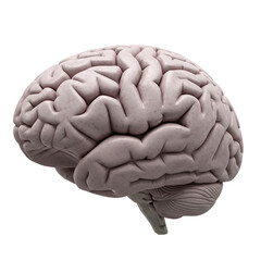 A detailed anatomical rendering presents the human brain, showcasing its complex structure against a stark black background, ideal for educational or medical illustrations.