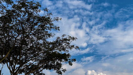 A clear blue sky occupies most of the frame, with the dark silhouette of a tree's branches and...