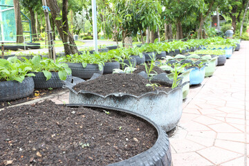Using used tires to grow vegetables in public park,Organic vegetable