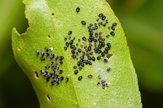 Citrus blackfly (Aleurocanthus woglumi) pupae on underside orange leaf (a pest of citrus crops, member of whitefly family)
