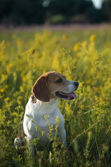 Beagle dog sitting in the field of yellow flowers, looking away