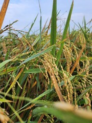 Close-up view of rice paddy stalks with morning dew.