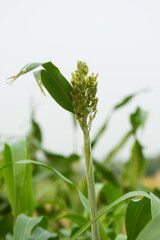 Millet plant in field, A beautiful picture of maize in the countryside of Pakistan,Biofuel and new boom Food, Sorghum Plantation industry. Field of Sweet Sorghum stalk and seeds. Millet field.