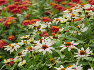 A group of Narrowleaf zinnias. Zinniia angustifolia Kunth, blooming with white pink petals in a garden in autumn
