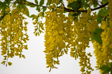 Żółte kwiaty żółtej akacji - karagany syberyjskiej (Caragana arborescens Lam) w pochmurny wiosenny dzień. Wiszące skupiska jaskrawożółtych kwiatów. Kwiaty tworzą gęste, kaskadowe kiście. © Grzegorz
