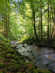 Obraz premium Scenic view of a forest stream flowing over moss-covered rocks under a lush green canopy. Peaceful nature landscape with sunlight filtering through the trees in summer.