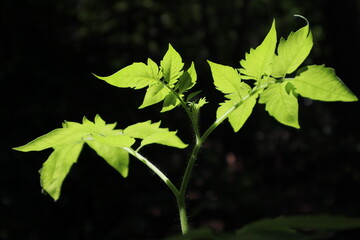 Leaf and Branch in Harmony, A Glimpse of Nature, Wildlife, and Flowering Life