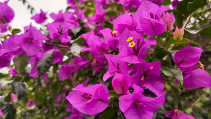 This close-up image features vibrant purple bougainvillea flowers with delicate yellow centers, surrounded by green leaves. The bright colors suggest a tropical or warm climate bloom