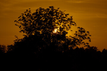 A tree silhouette stands against a vivid orange sunset sky. Sun rays peek through dense foliage,...