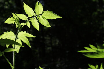 Leaf and Branch in Harmony, A Glimpse of Nature, Wildlife, and Flowering Life