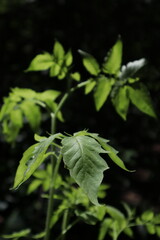 Leaf and Branch in Harmony, A Glimpse of Nature, Wildlife, and Flowering Life