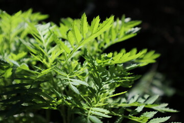 Leaf and Branch in Harmony, A Glimpse of Nature, Wildlife, and Flowering Life