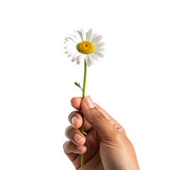 White daisy held in a hand against a black background