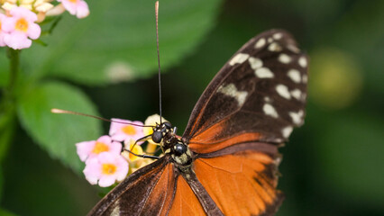 Butterfly feeding on vibrant flowers in a lush garden setting