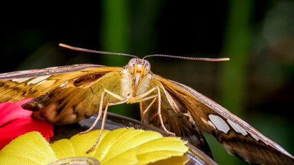 Colorful butterfly perched on a vibrant flower under soft sunlight
