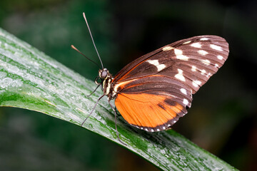 Colorful butterfly perched on a leaf in vibrant tropical surroundings