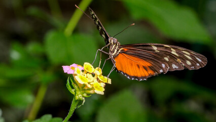 Colorful butterfly resting on vibrant flower in a lush garden