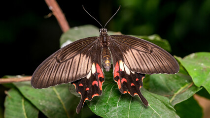 Colorful butterfly resting on green leaves in a tropical garden