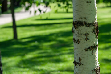 Sunlight filters through trees in a serene park setting