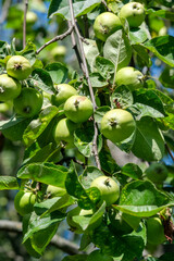 Ripening apples hang gracefully on lush green branches in sunlight