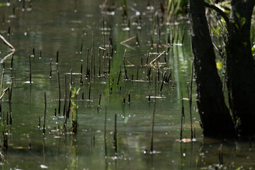 Colorful kingfisher perched on a branch by a serene river during bright daylight
