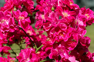 Vibrant pink roses blooming in a sunlit garden on a warm afternoon