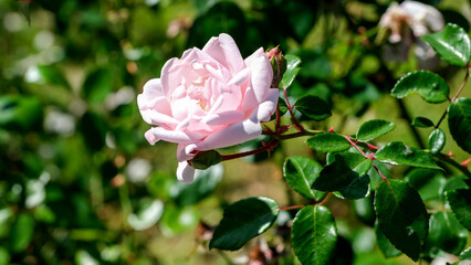 Blooming pink rose surrounded by lush green leaves in spring sunlight