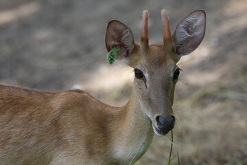 Gazelle, a deer species, lives in zoos in Thailand.