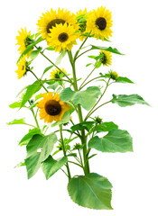 Big yellow sunflowers growing and branching from one tall stem isolated on a transparent background, png