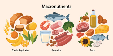 Macronutrients illustration: carbohydrates, proteins, fats food sources for diet, nutrition