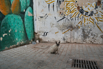 siam cat in medina