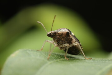 A close-up macro photograph of a Brown Marmorated Stink Bug (Halyomorpha halys) perched on a green...