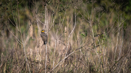 yellow billed hornbill
