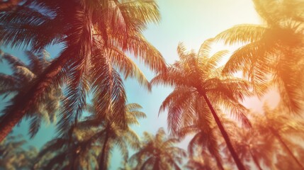 Low angle view shows many palm trees against a bright blue and slightly hazy sky during a sunny day
