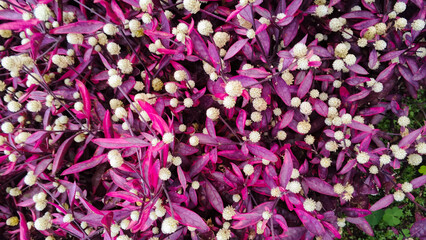Close-up of Alternanthera plant with vibrant purple leaves and white globe flowers. 