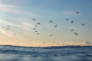 A large flock of seagulls flying above the ocean's surface on sunrise. 