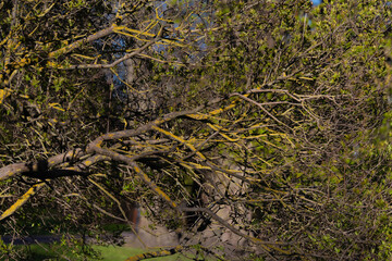 Close-up of tree branches with fresh spring leaves and yellow moss in Snelli Park in Tallinn, Estonia. Natural texture, seasonal awakening, and organic detail in a serene urban park setting.