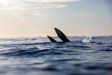 A sea level portrait playful seal lifting it's flippers to the sky while swimming over a shallow reef on sunrise. Captured from a dark rippled ocean surface. © Nautilus Creative