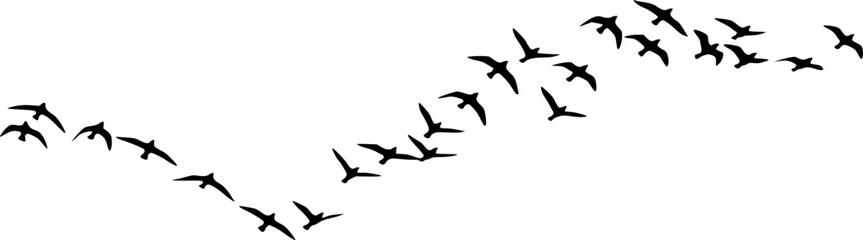 Obraz premium Silhouette Flock of Birds Flying in Formation Against White Sky 