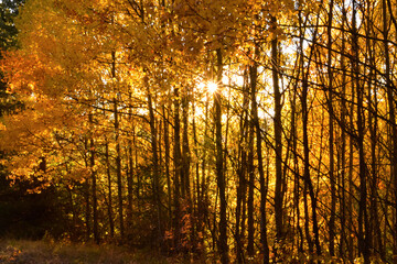 Autumn forest in the mountains