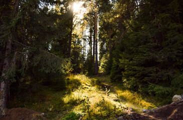 Dark forest, deep in the mountains