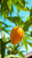 mango fruit 