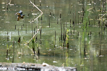Colorful kingfisher perched on a branch by a serene river during bright daylight